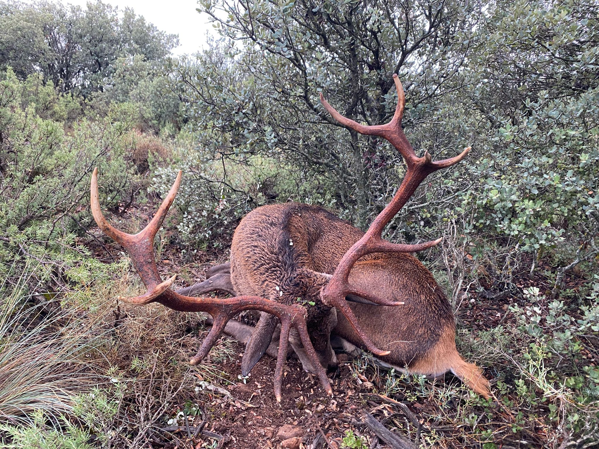 Stag 2.jpeg