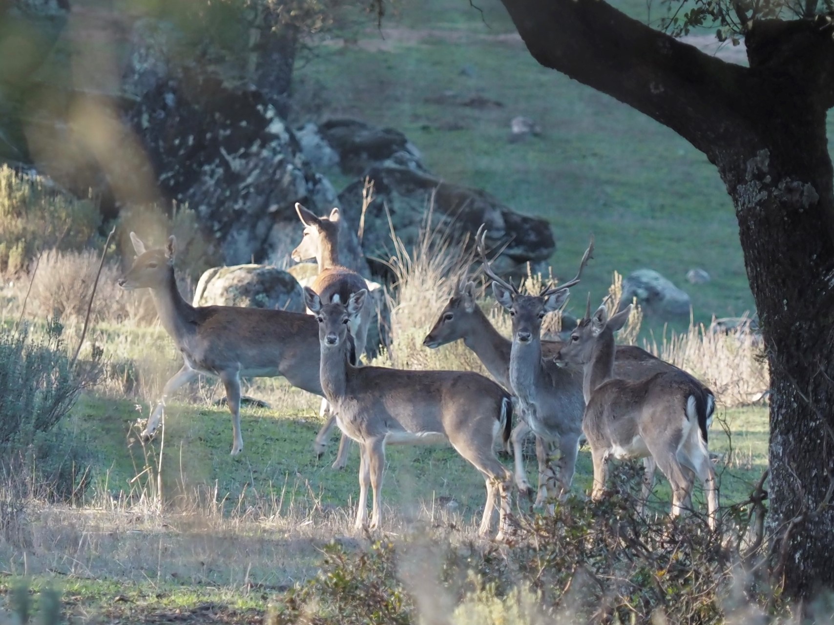 Stag and hinds IMG_2597 (2).JPG