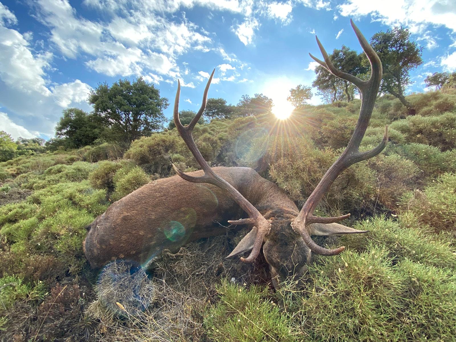 Stag.jpeg