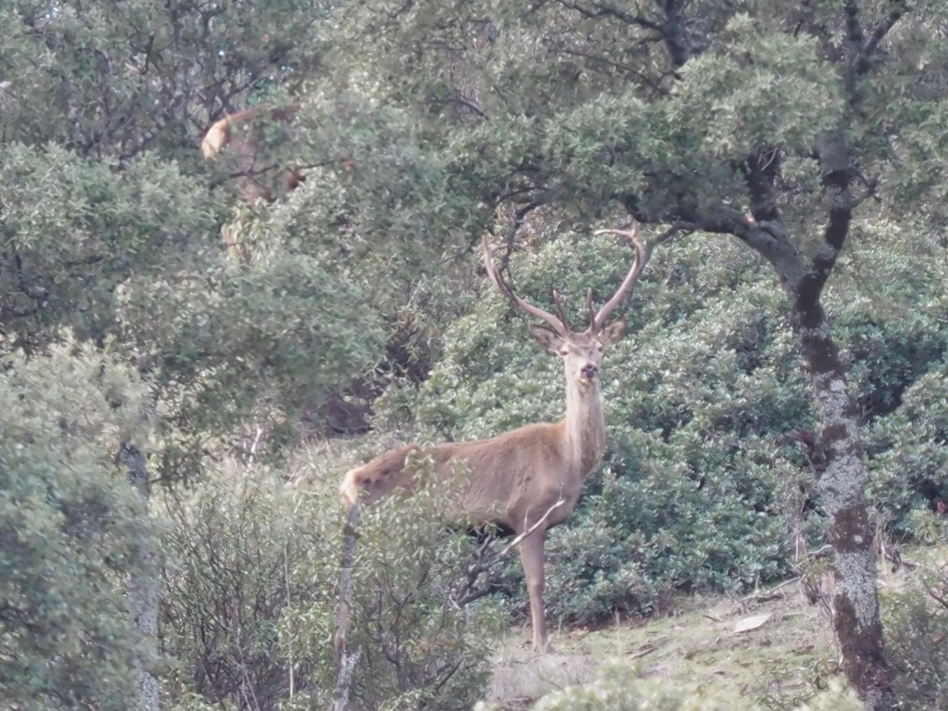 Stag on the hillside IMG_1811 (3).JPG