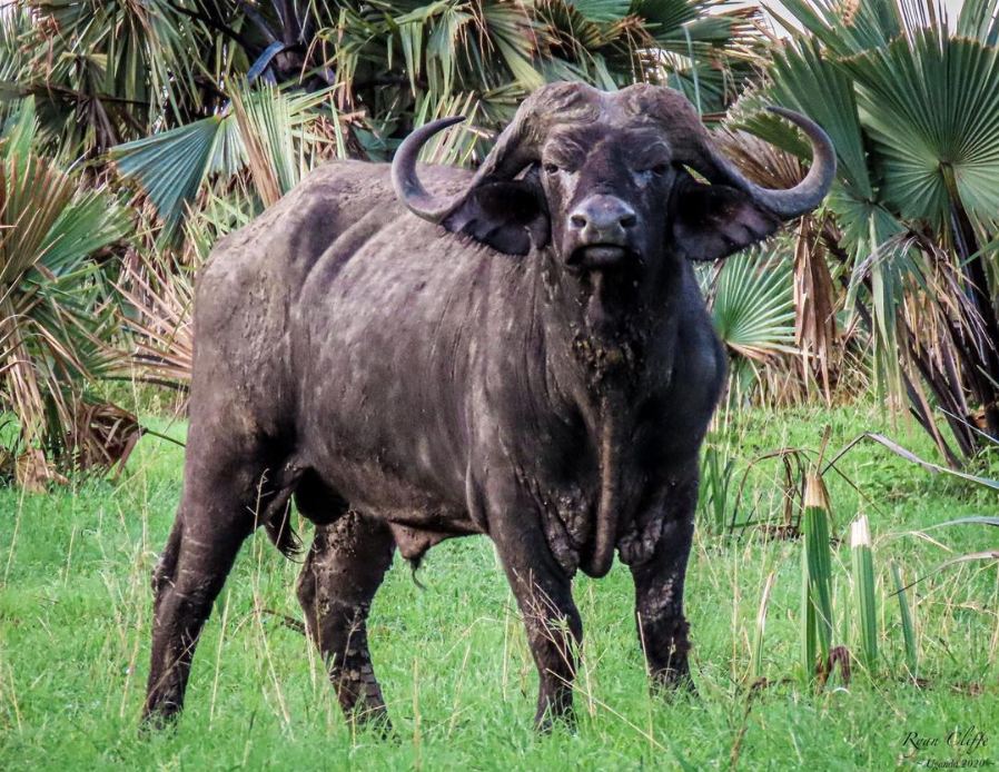 Standoff-Kidepo, Uganda.png