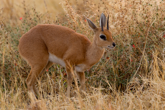 Steenbuck.jpg