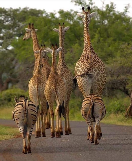 strolling along.png