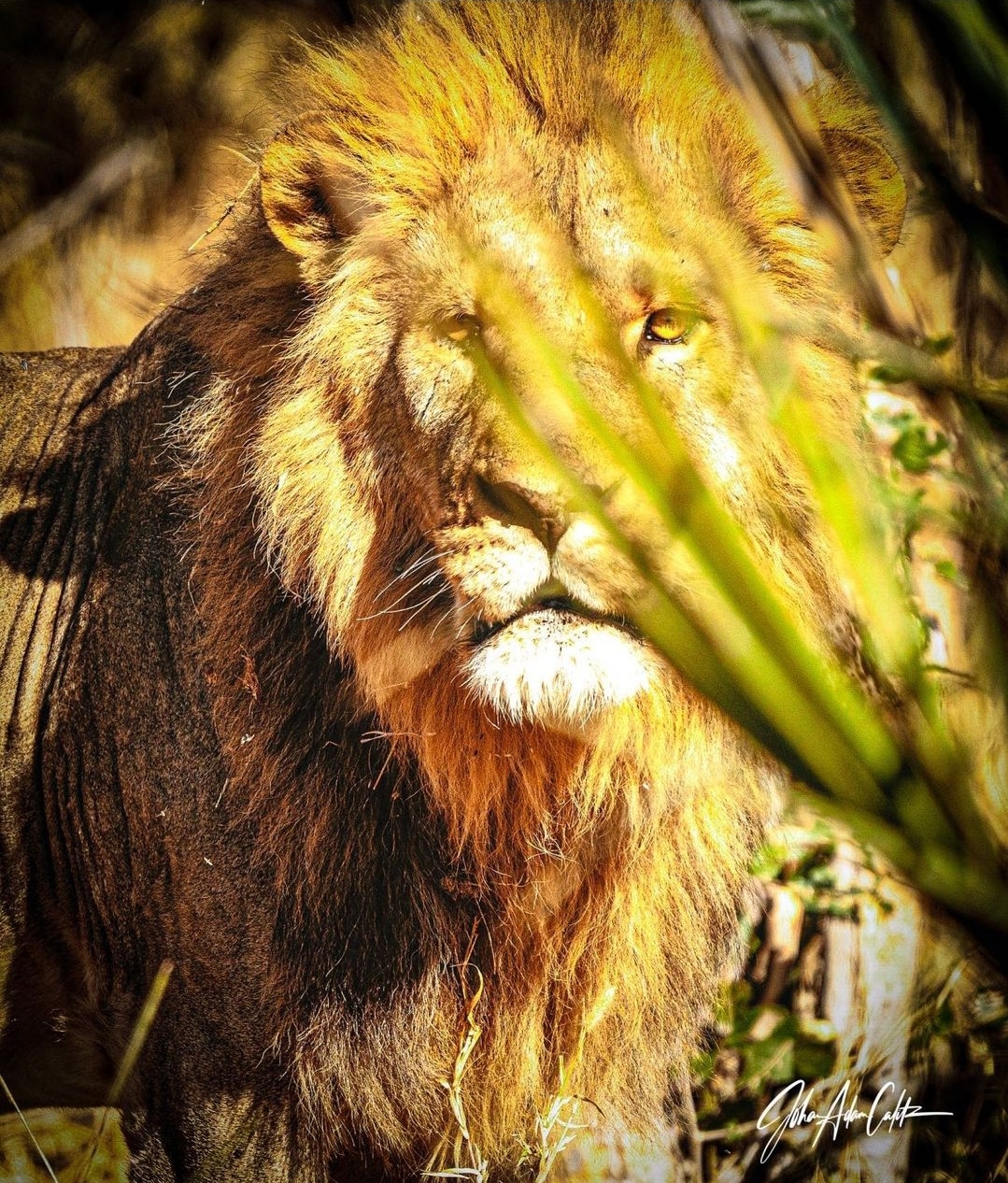 Stunning lion.jpg