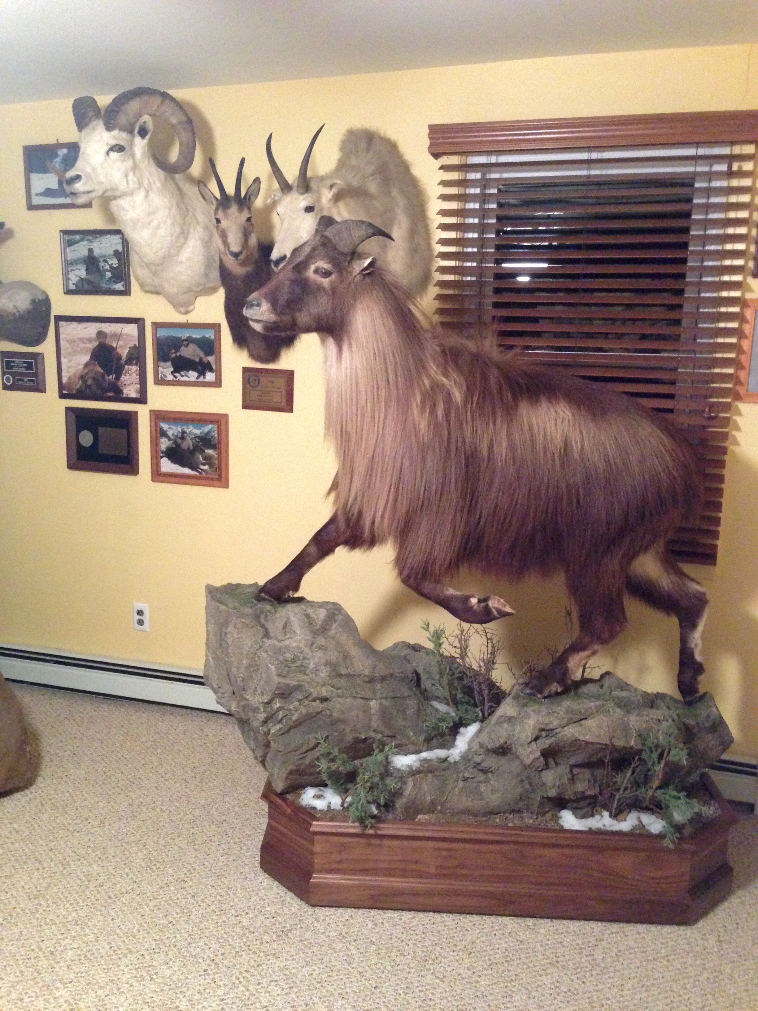 tahr new base.jpg