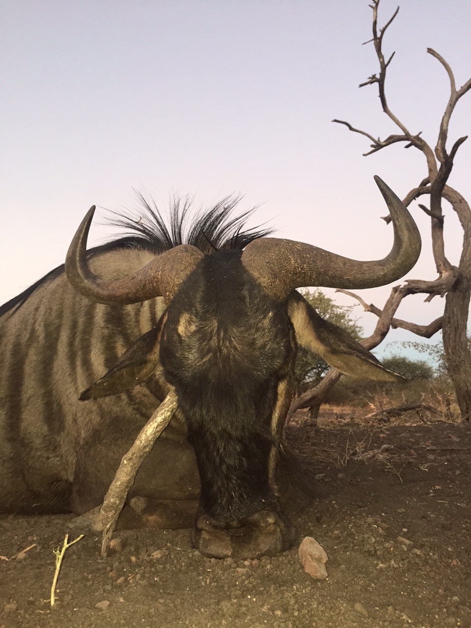 tallyho hunting safaries. blue wildebeest.jpg