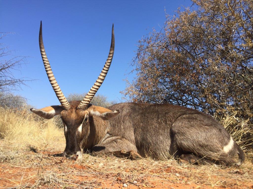 tallyho hunting safaries waterbuck.jpg