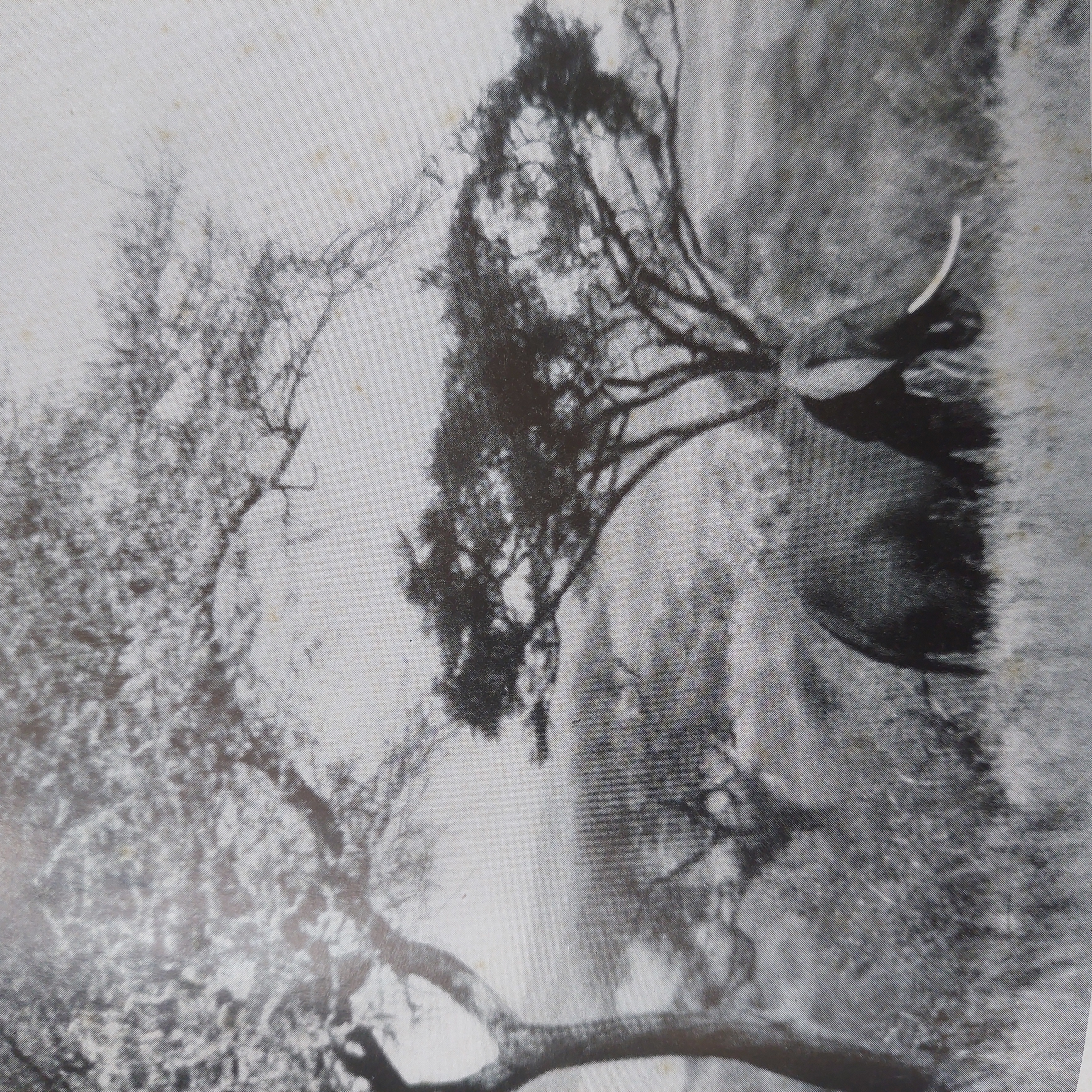 Tana River.jpg