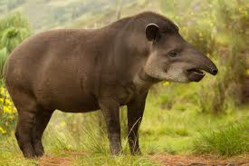 tapir.jpg