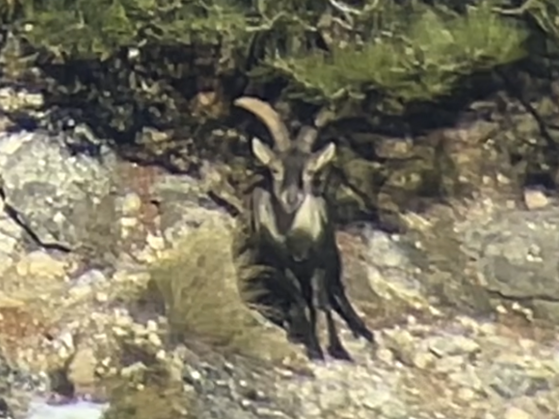 Target Ibex 3 IMG_0915 (2).png