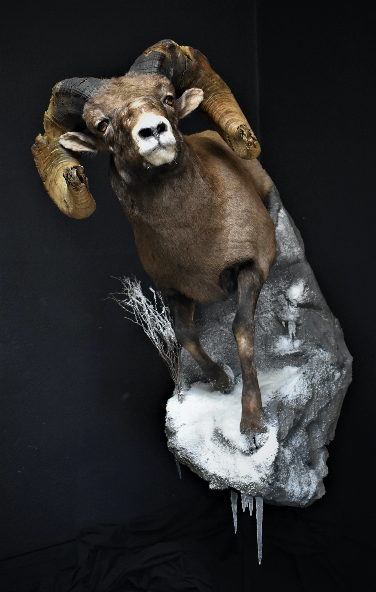 taxidermy-01.jpg