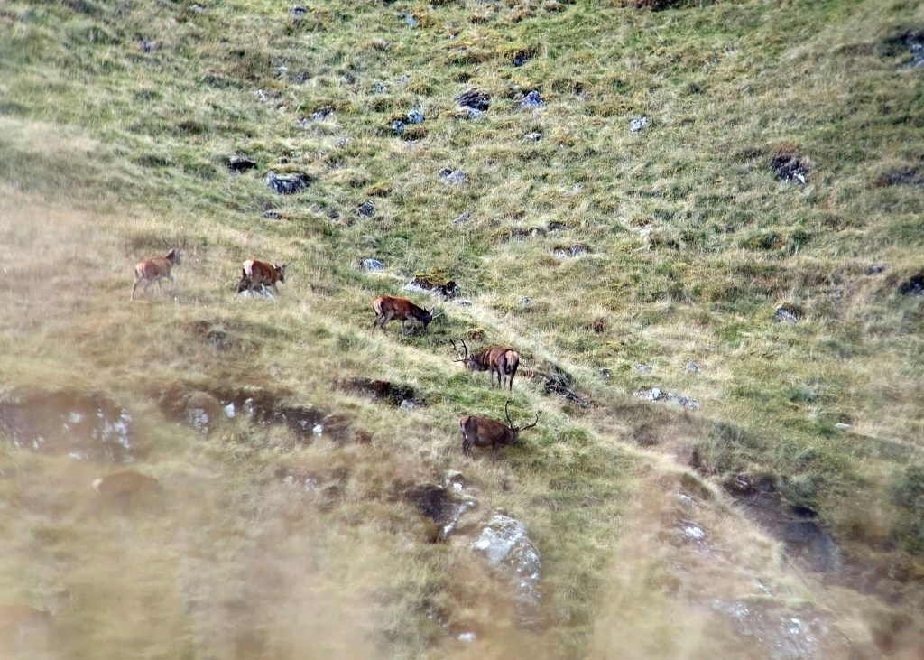 The-bottom-stag-was-the-targeted-beast-picture-taken-on-my-phone-through-my-binoculars-1024x731.jpg