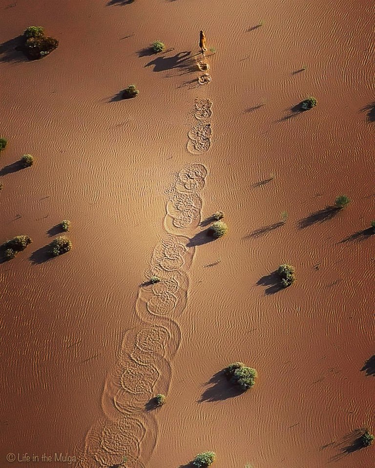 The tracks a dingo makes when it runs across water in a clay pan in far north western NSW..jpg