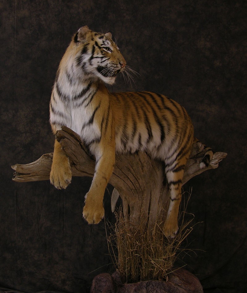 Tiger_a.jpeg