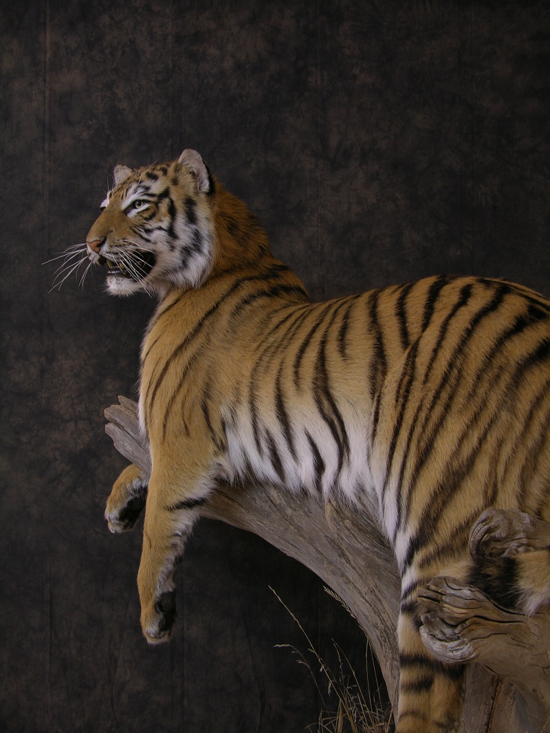 Tiger_c.jpeg