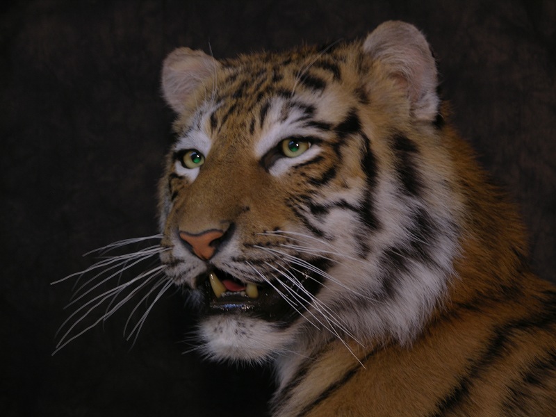 Tiger_d.jpeg