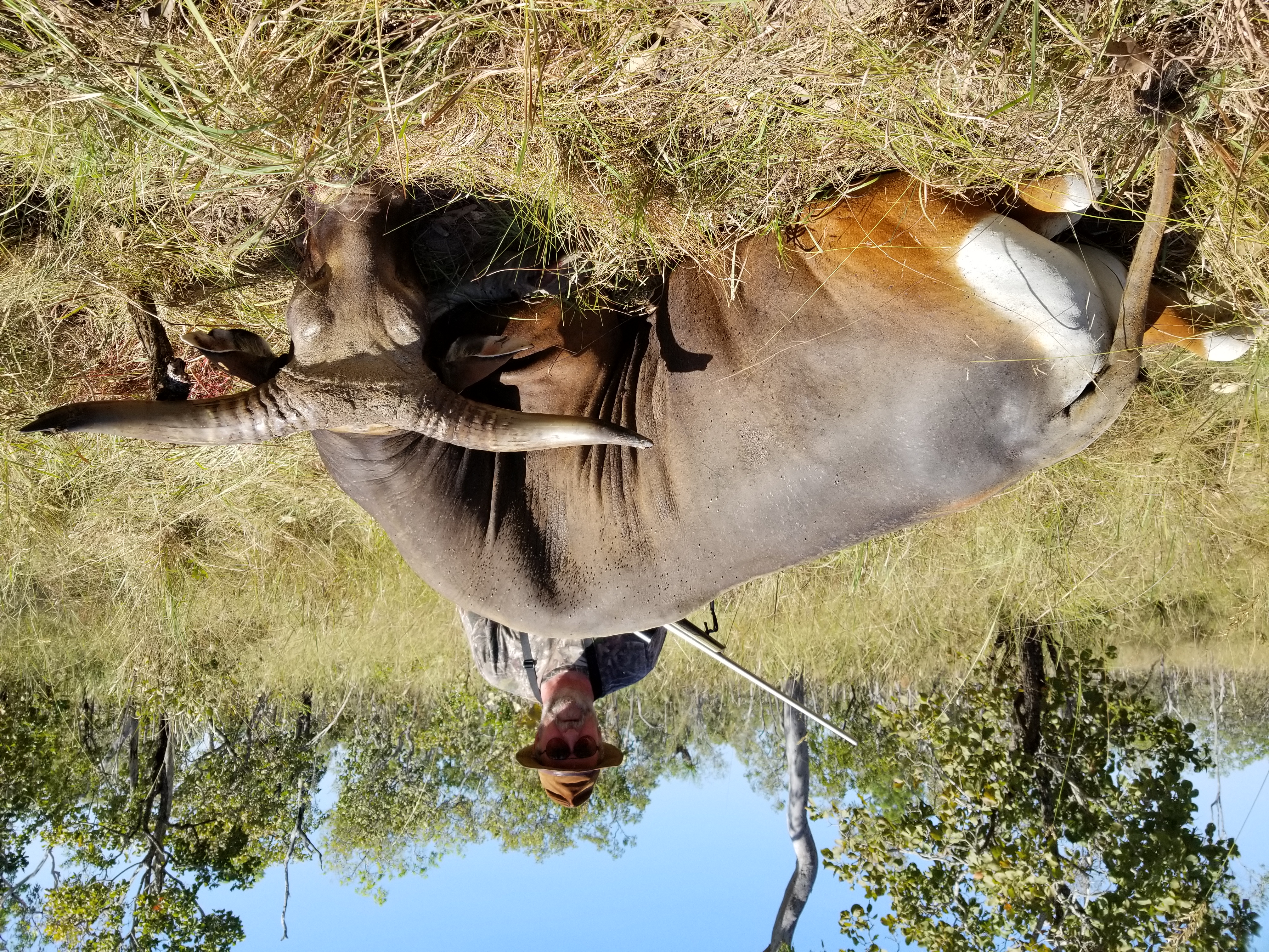 Todd Banteng.jpg