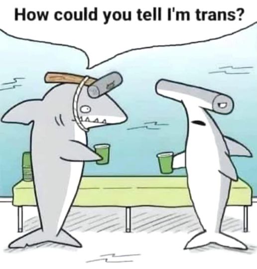 trans shark.jpg
