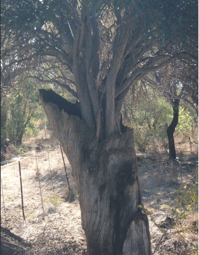 tree inside a tree.jpg
