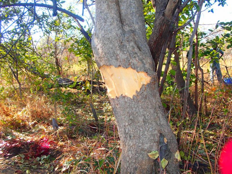 TREE2.jpg