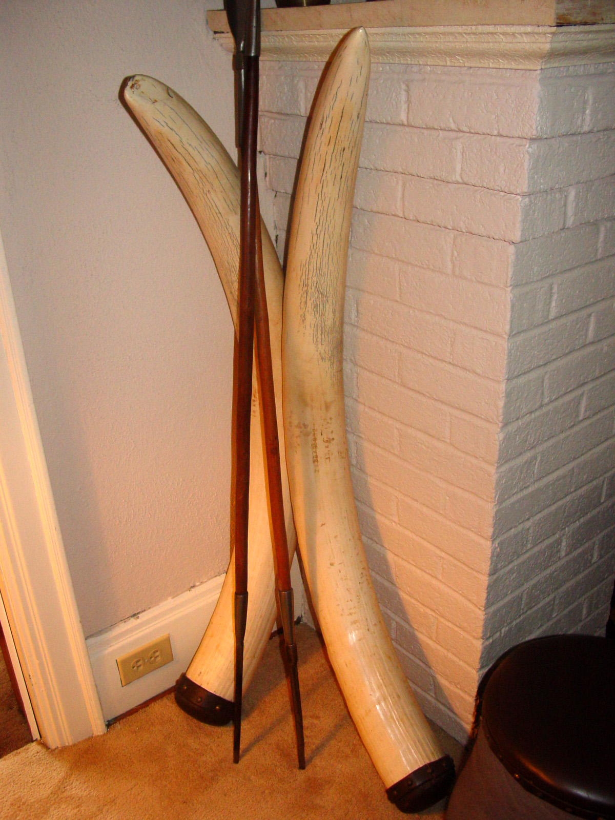 Trophy - Elephant Tusks.JPG