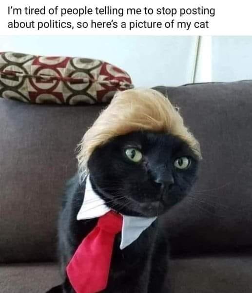 trump cat.jpg