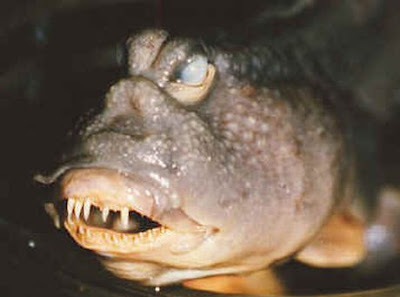 Ugly Fish.jpg