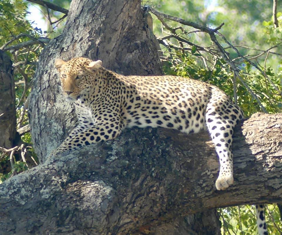 Best African Wildlife Sightings