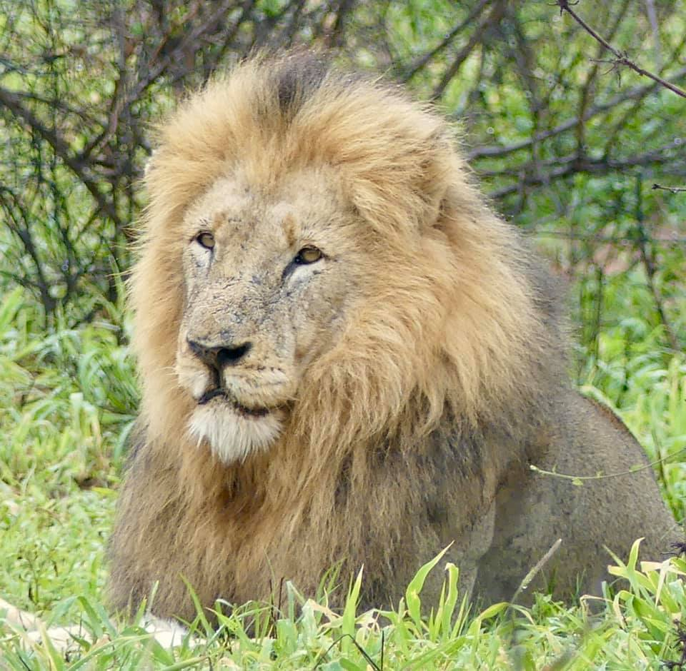Best African Wildlife Sightings | AfricaHunting.com