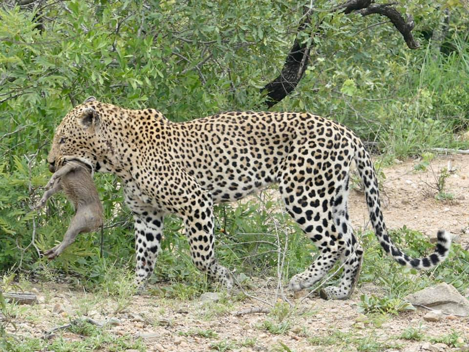 Best African Wildlife Sightings
