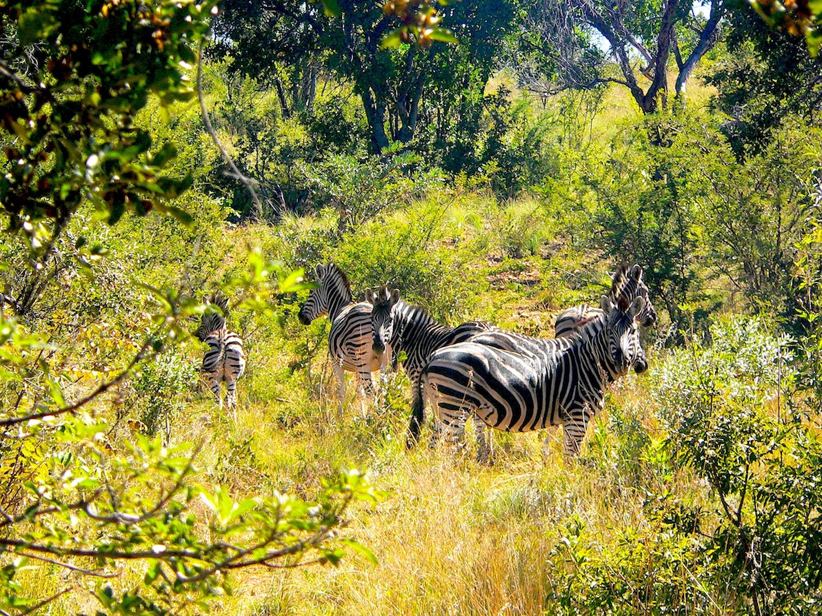 verdant southern Africa bush after the rains  .JPG