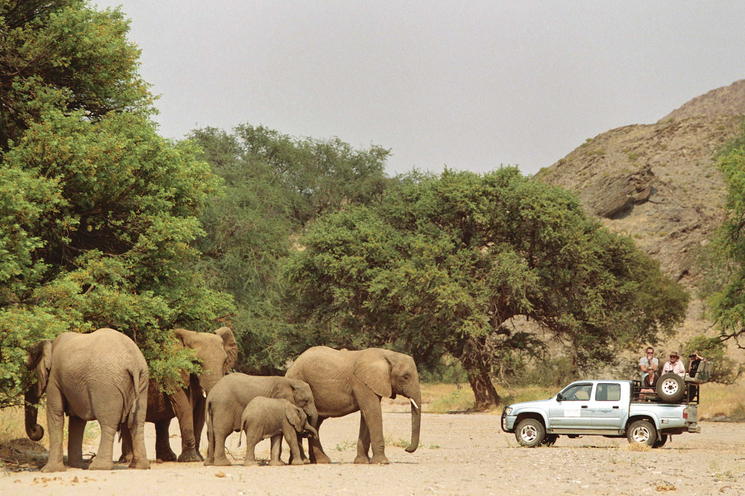 Viewing elephants.jpg