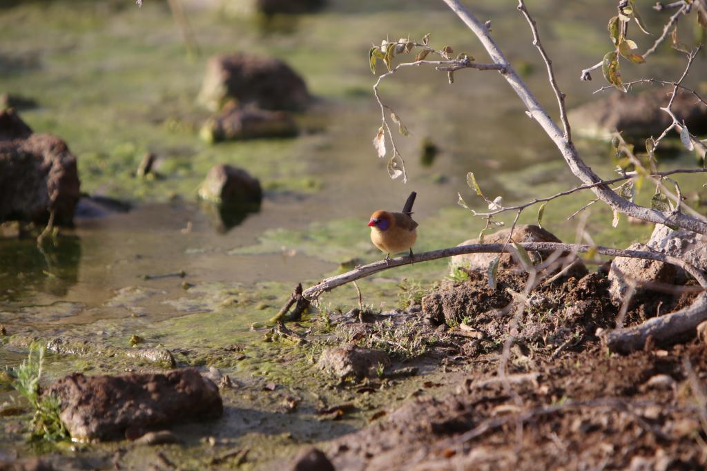 violetearedwaxbill_zpsa4a87449.jpg