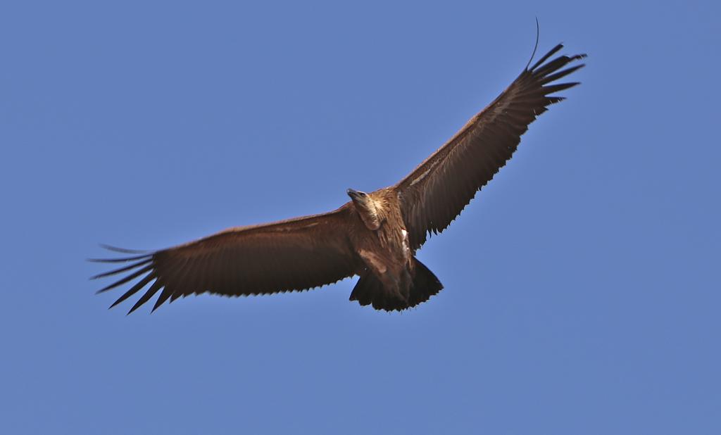 vulture3_zps2e9ccf34.jpg