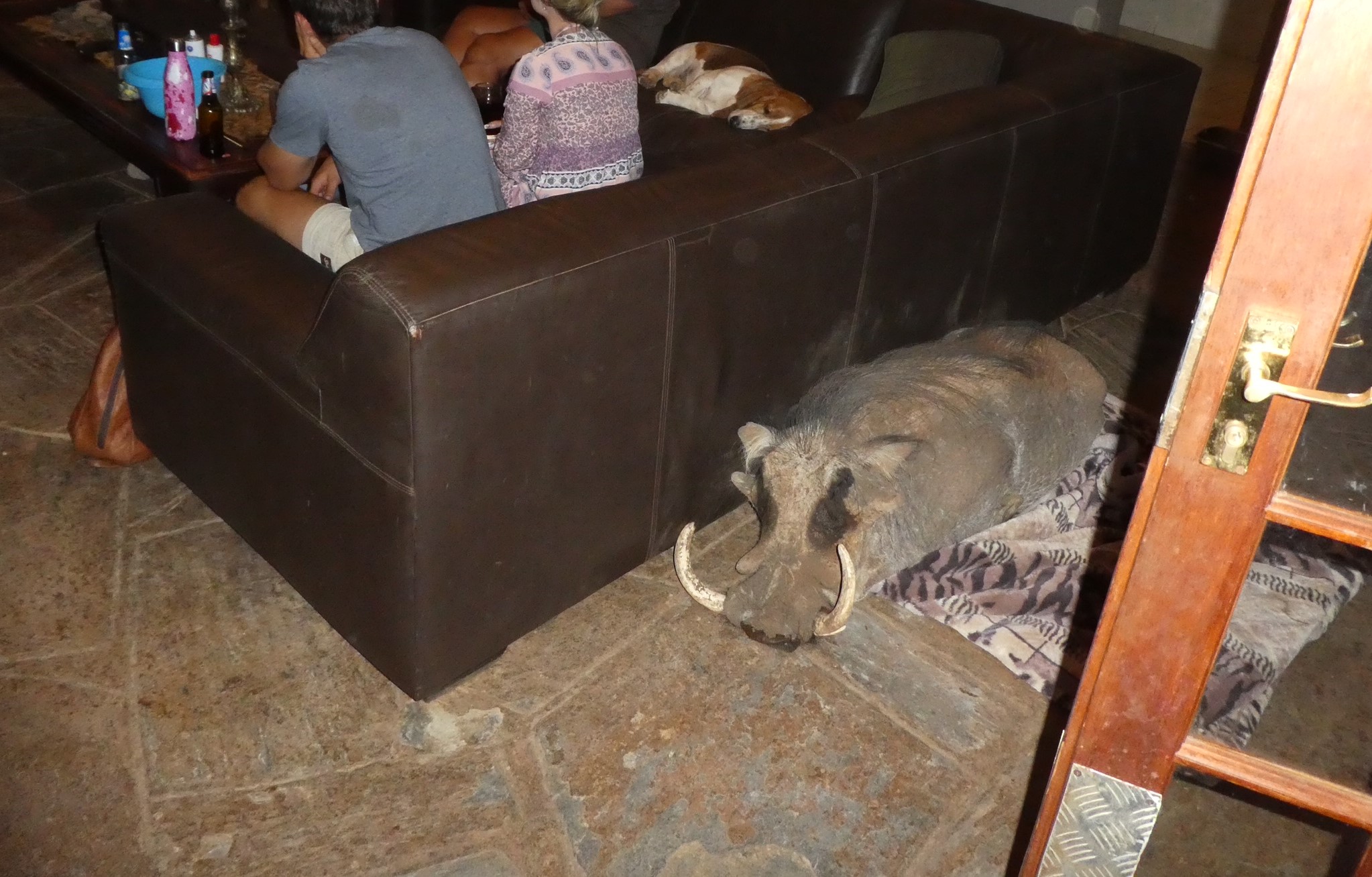 Warthog in the house - smaller pic- (2).JPG