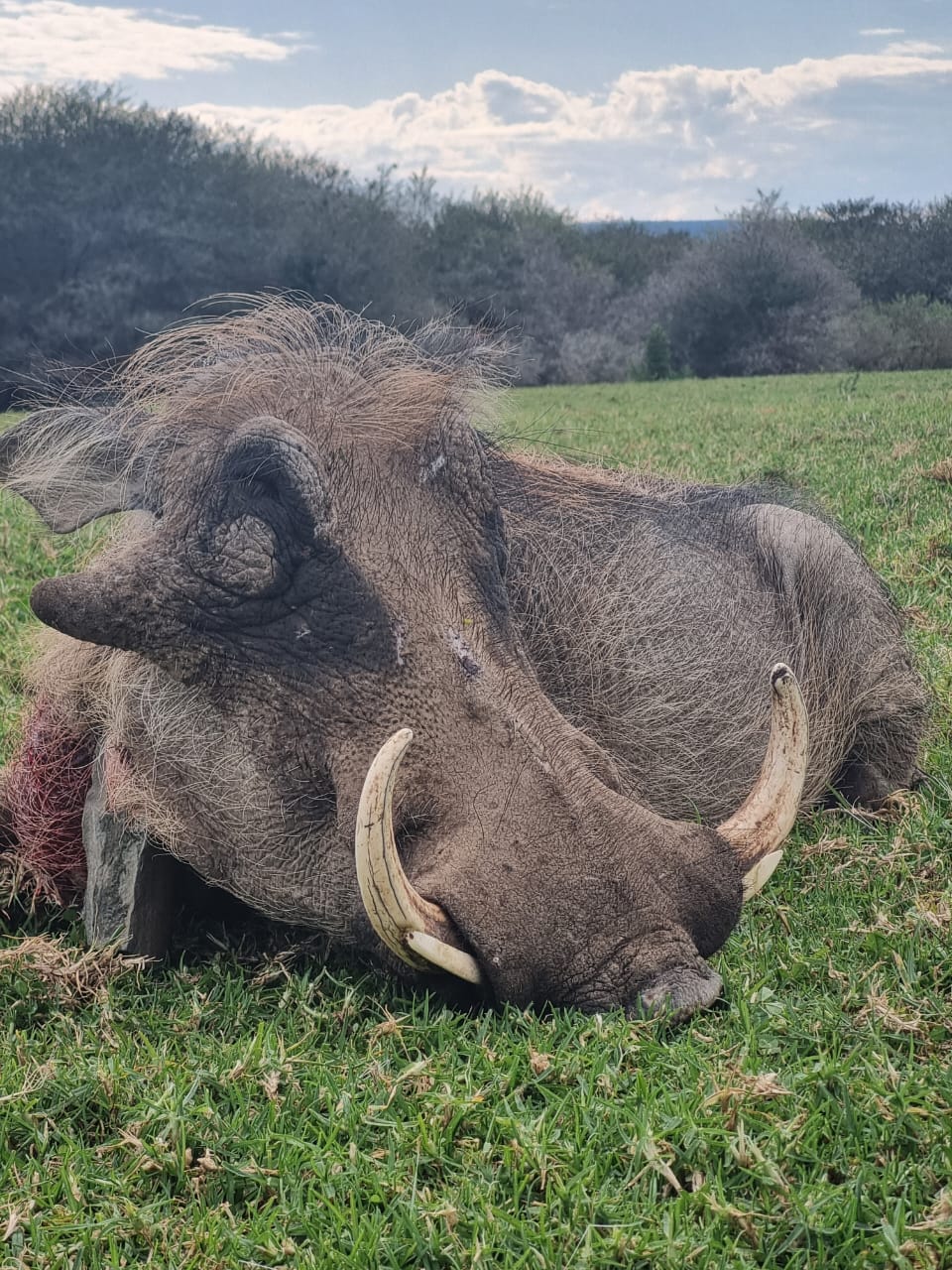 WARTHOG.jpg