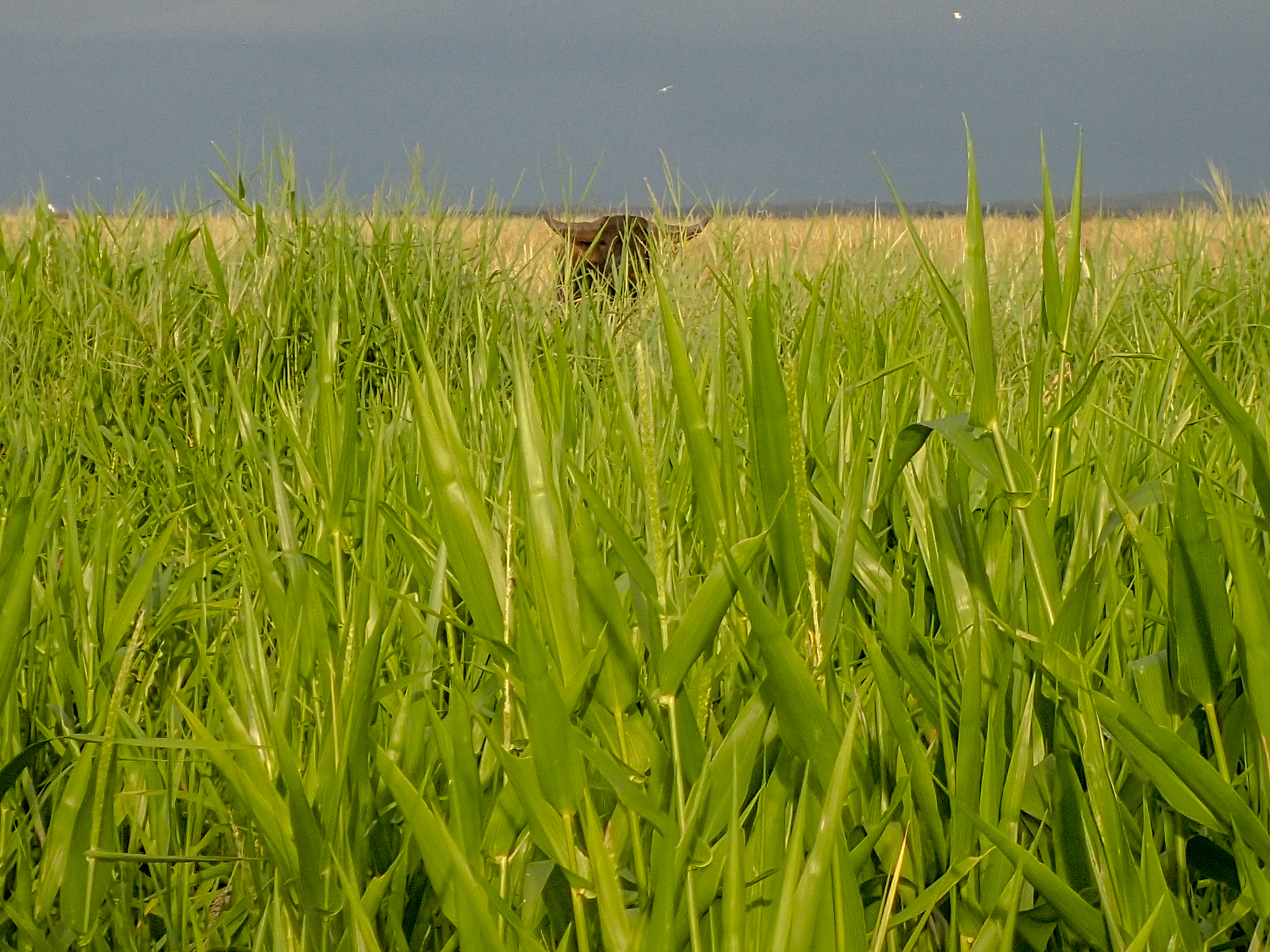 Water Buffalo (11 of 12).jpg