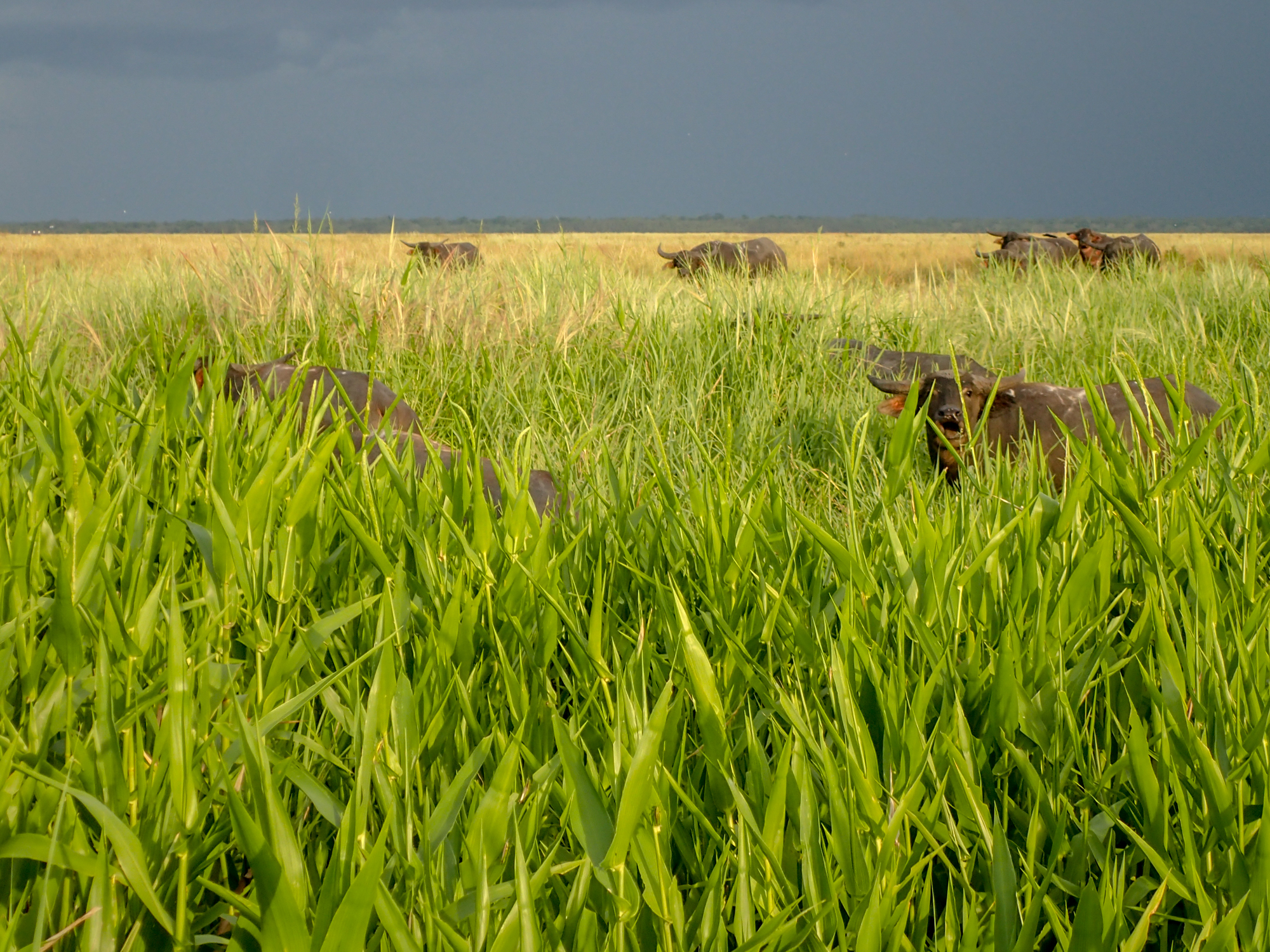 Water Buffalo (12 of 12).jpg