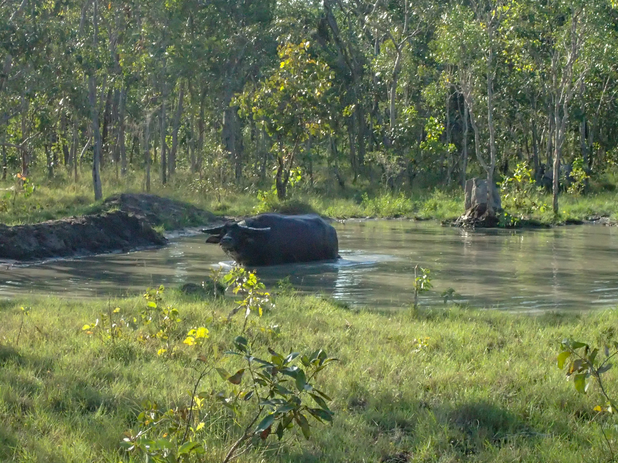 Water Buffalo (8 of 12).jpg