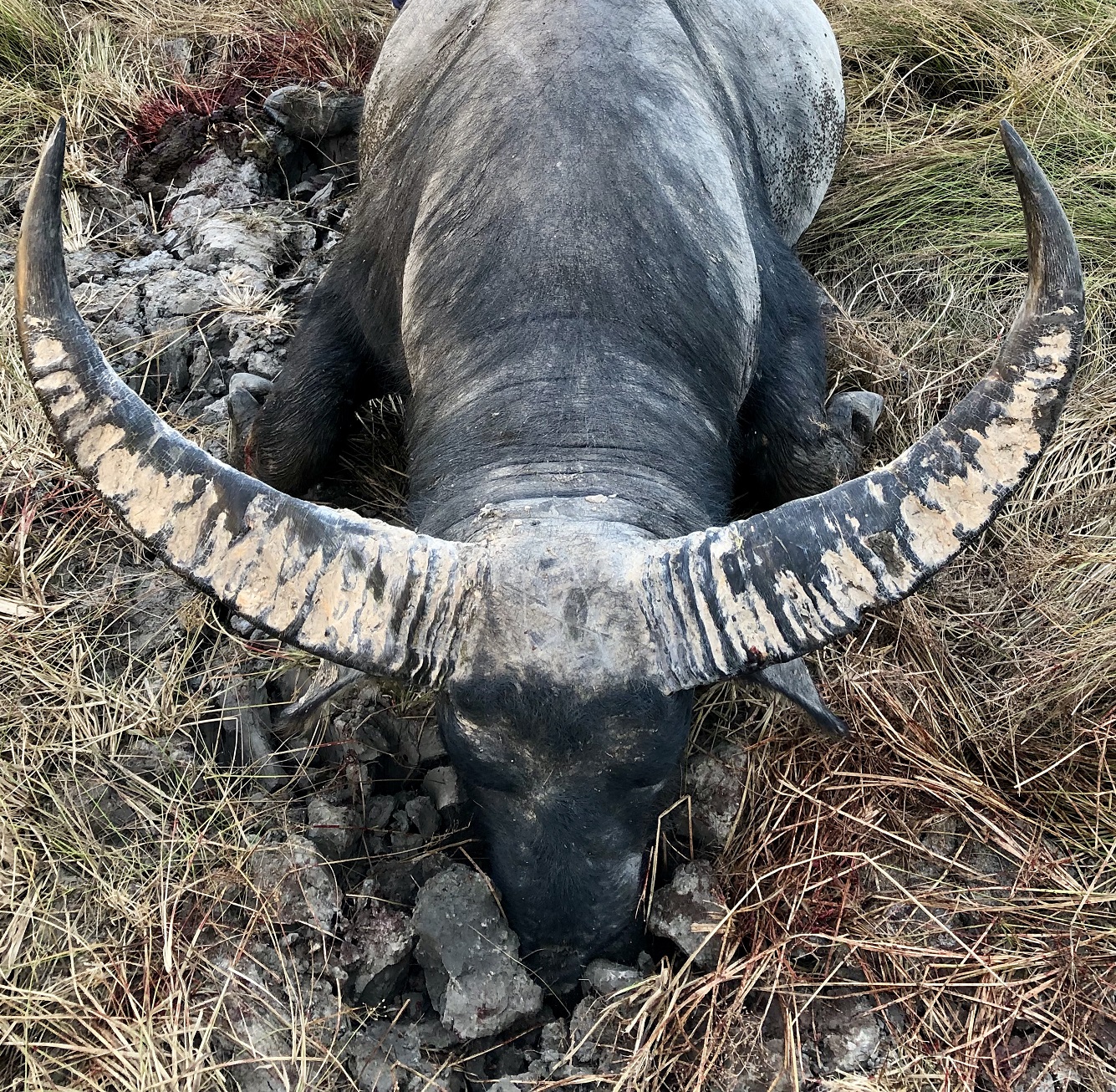 Water Buffalo Bull 1.jpg