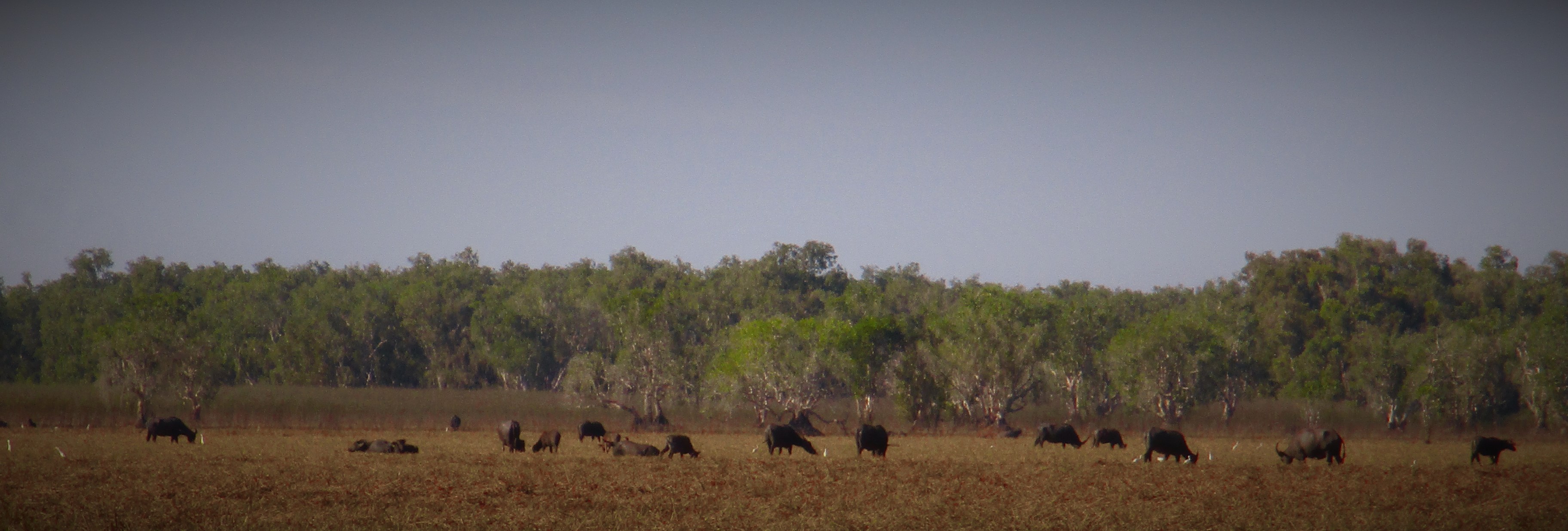 Water buffalo on flood plain.JPG