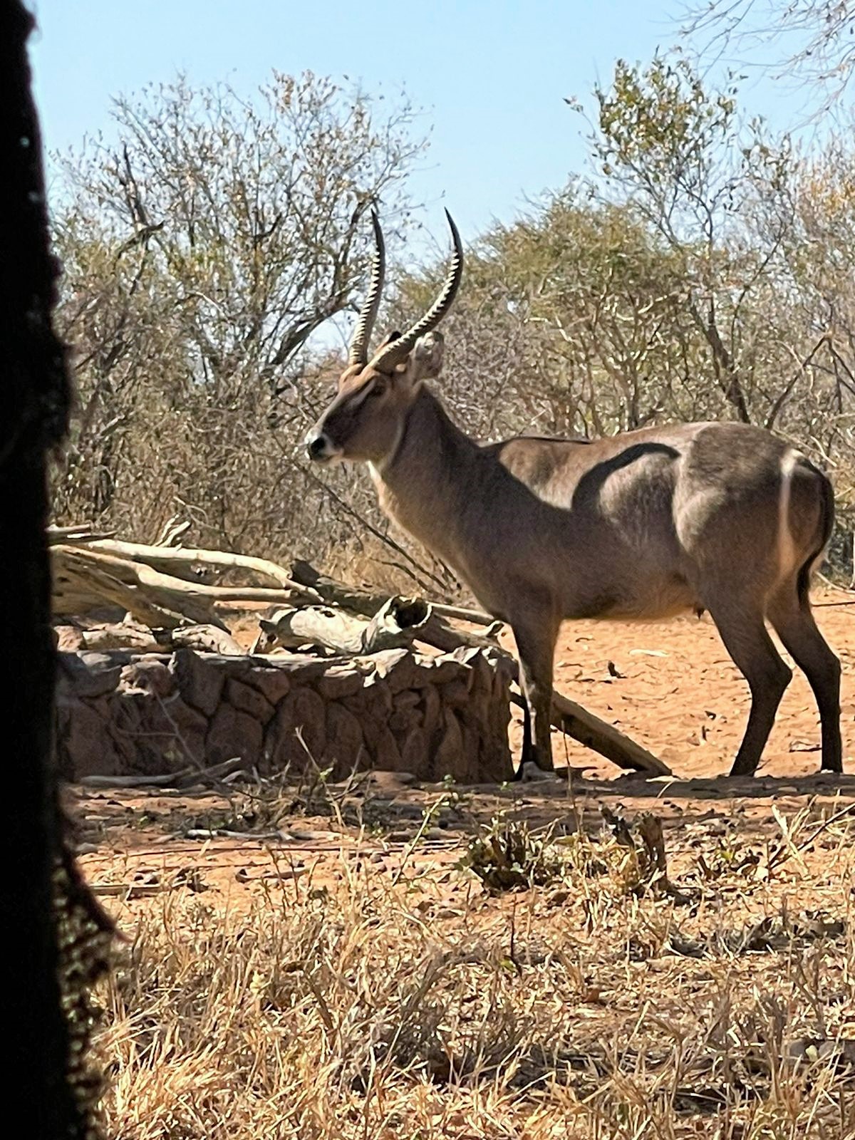 waterbuck hide pic.JPG