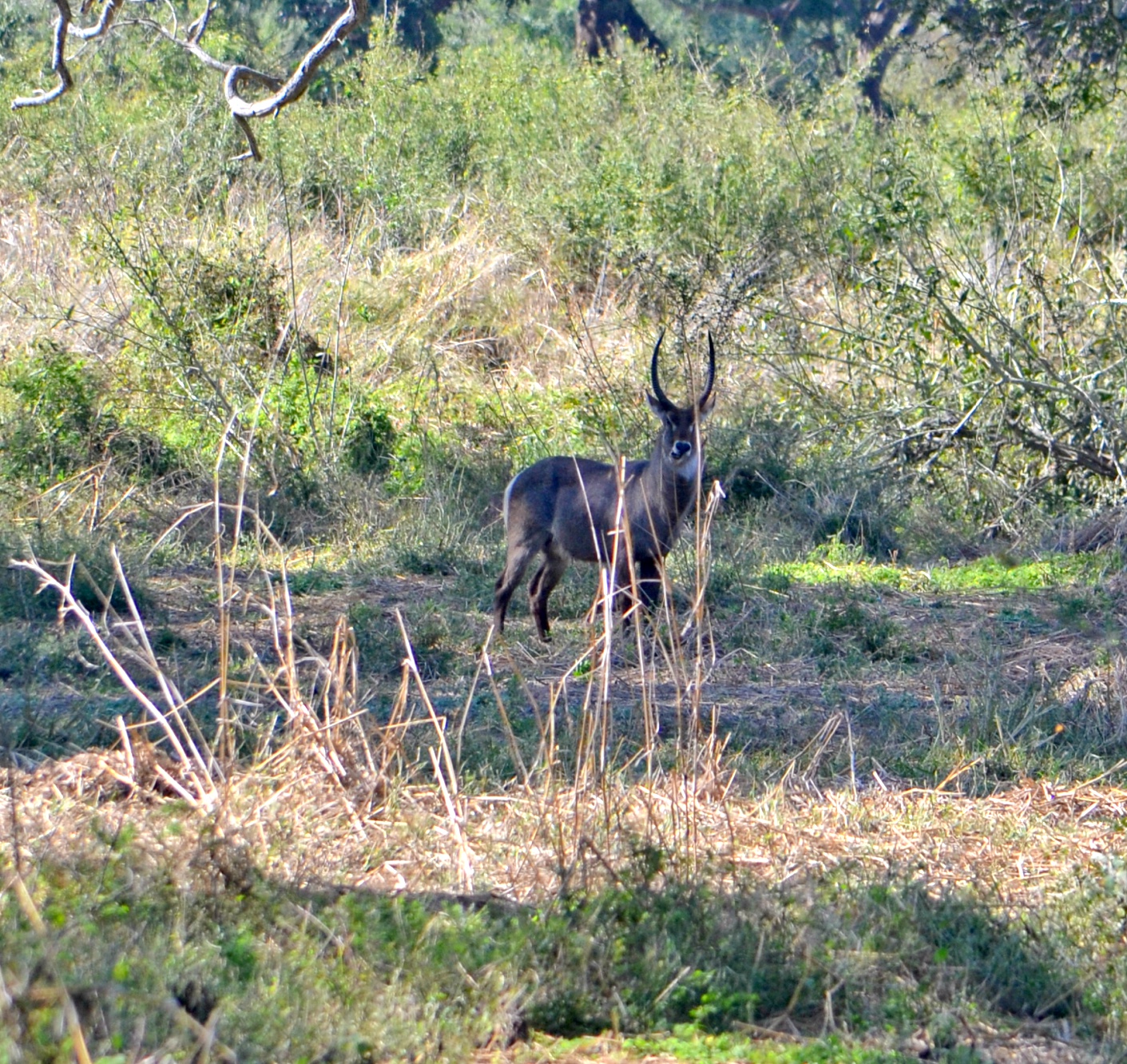 Waterbuck.jpg