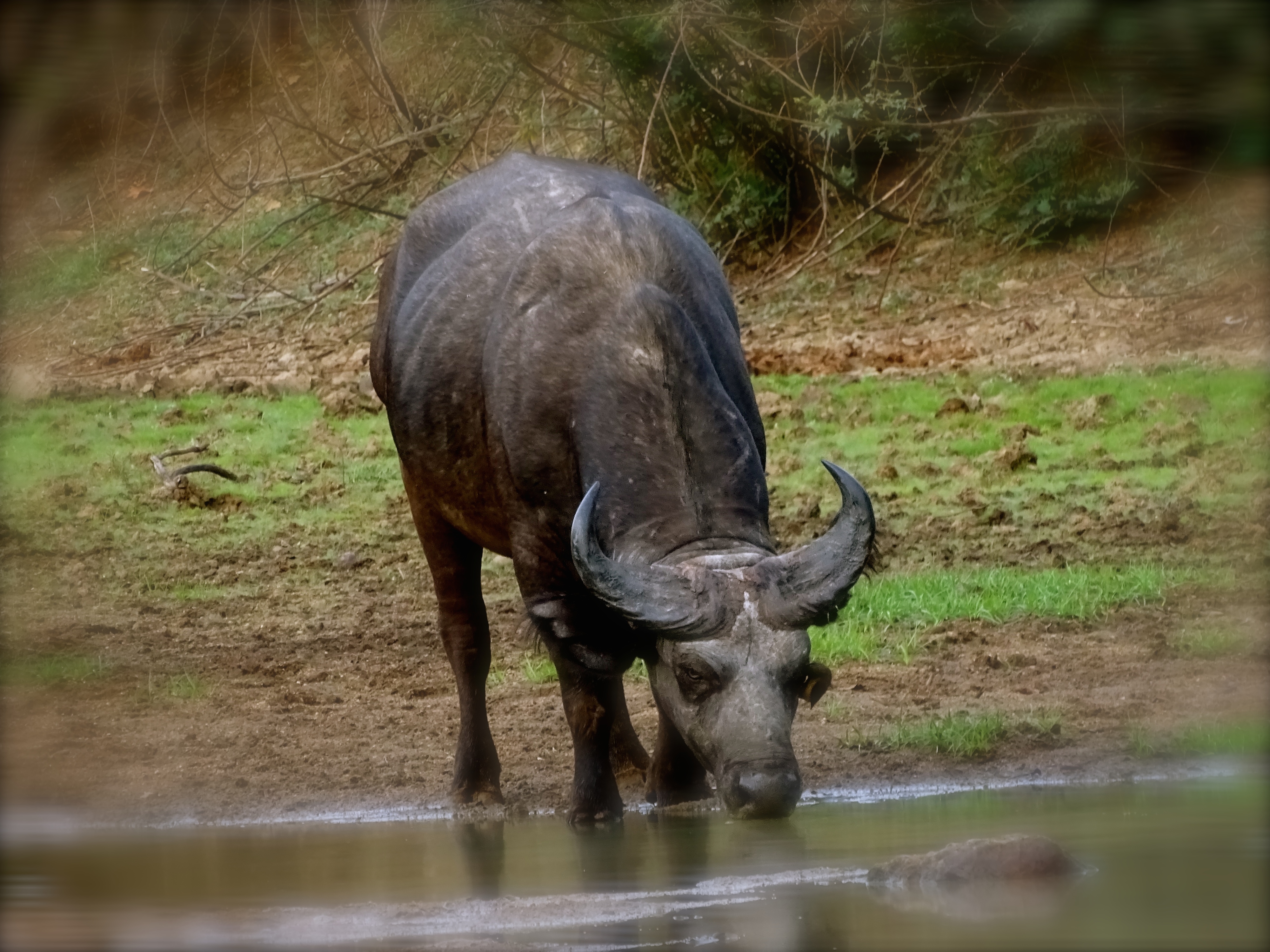west african buffalo2.JPG