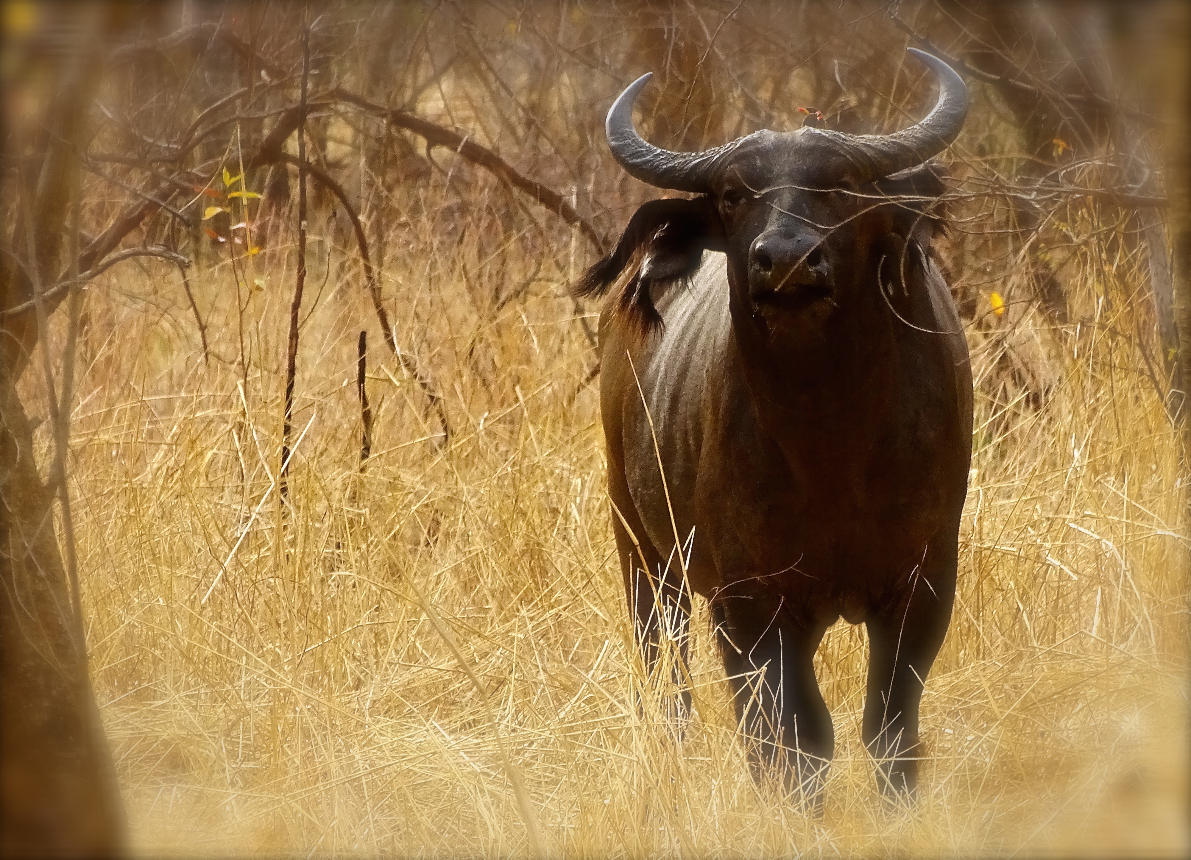 west african buffalo3.JPG