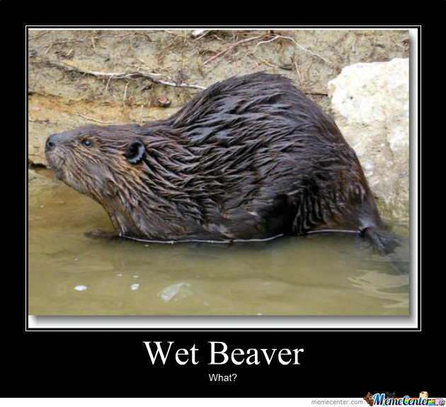 wet-beaver_o_221761.jpg