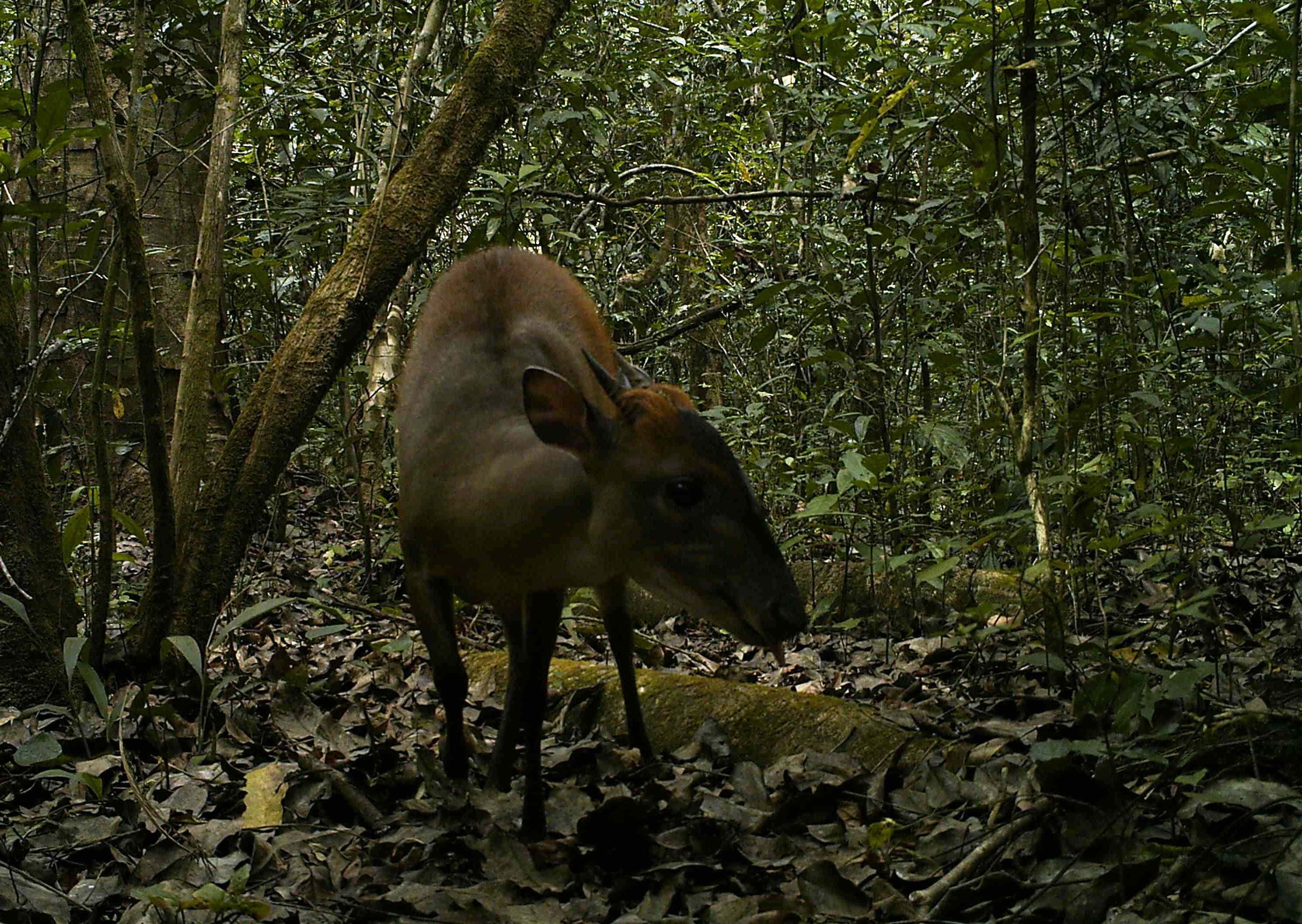 Weyn\'s duiker.JPG