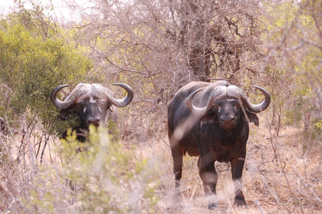 WhatsApp Image 2025-11-03 at 08.02.48_05db1673.jpg