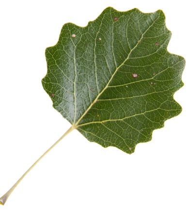 white-poplar-leaf.jpg