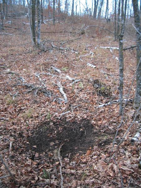 white-tailed_buck_working_mock_scrape_121107_01.jpg